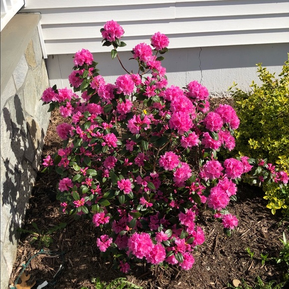 Meet your Posher, Bieu - Picture 1 of 1